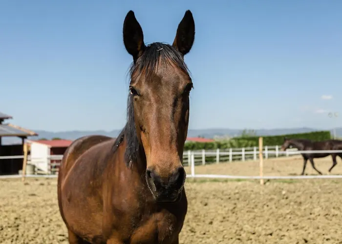 Podere San Giuseppe كاستيغليون ديل لاغو